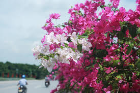 Kết quả hình ảnh cho xem ảnh hoa anh túc