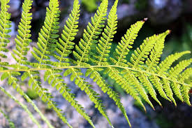 We did not find results for: The Different Types Of Plants In The World