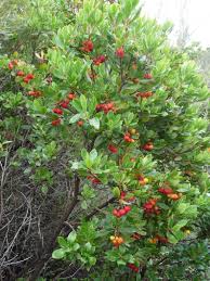 Hardy in most conditions and can be pruned or hedged for screening. 25 Strawberry Tree Edible Red Berry Tree Arbutus Unedo Seeds Etsy Strawberry Tree Arbutus Unedo Plants