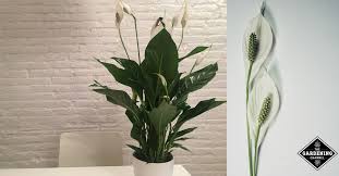 Peace lilies are easy to identify because of their signature look: How To Grow Peace Lily Plants Gardening Channel
