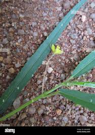 Image result for Corchorus longipedunculatus