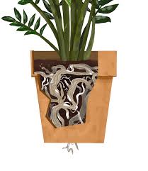 Maybe you would like to learn more about one of these? Zz Plant