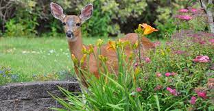Daffodils, foxgloves, and poppies are common flowers that have a toxicity that deer avoid. Top 10 Deer Resistant Plants For Your Garden My Garden Life