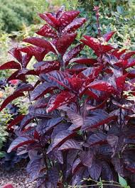 Image result for Pseuderanthemum