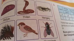 Hangileri Omurgali Hangileri Omurgasiz Dir Eodev Com