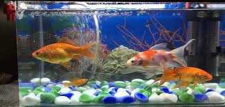 افضل انواع اسماك الزينة للمبتدئين مجلة ست الحسن