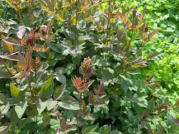 Image result for Clematis recta atropurpurea