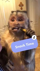 George didn’t like these treats ‘til he saw mommy eating them 😂 #george  #cute #monkey #MorningCheer