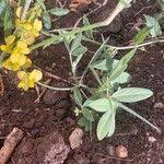 Image result for Crotalaria chrysochlora