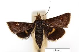 Image result for Pyrausta ostrinalis