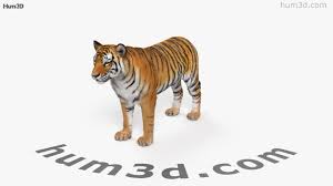 Explore endless creativity with tiger3d printers. 360 View Of Tiger Hd 3d Model Hum3d Store