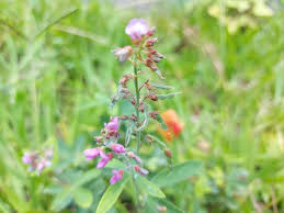 Image result for Desmodium incanum