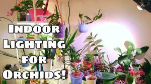 Check spelling or type a new query. My Orchid Lighting Set Ups Indoor Lighting For Different Orchids Gemma Led Grow Lights Youtube