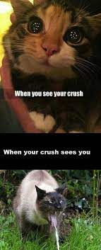 28 Hilarious And Funny Cat Memes That Are Cute Clean Laugh So Hard Funny Animal Memes Funny Cat Memes Animal Memes Clean