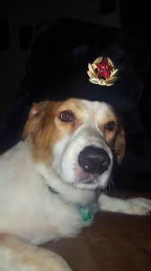 Ushanka Gus Cute Funny Animals Funny Dog Pictures Cute Animal Pictures