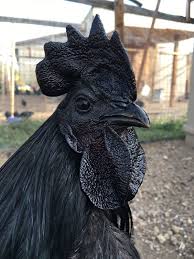 Bird Eggs For Sale Online 1 Pure Ayam Cemani Hatching Eggs Hatching Eggs Pure Products Backyard Animals