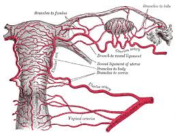 Ovarian Artery Wikipedia