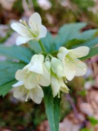 Image result for Cardamine