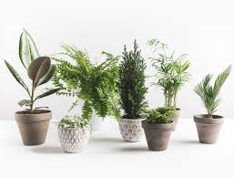 La plante doit être à l'ombre d'autres plantes. Plantes Depolluantes Celles Qui Depolluent Vraiment