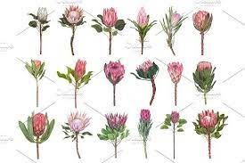 Protea Flowers Awesome Blossom Flower Illustration Flower Illustration Pattern Flower Drawing