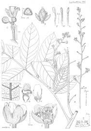 Image result for Deinbollia sp. A