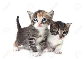 The baby kittens pictured below range from a few minutes old and up! Adorable Cute Kittens On White Background Stock Photo Picture And Royalty Free Image Image 10452519