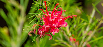 Most grevilleas have an extremely long season of bloom. Alan Titchmarsh Grevillea The Winter Flower Which Can Stop You In Your Tracks Country Life