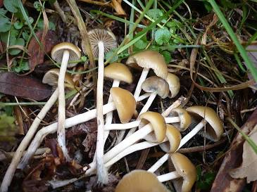 Psilocybe bohemica, generata con l'AI