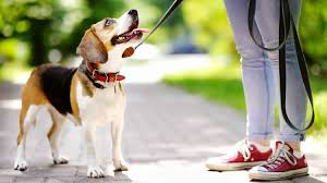 When it comes to planning a successful dog park there are a lot of things to keep in. Diy Fabric Dog Collar How To Make A Dog Collar Diy Projects Craft Ideas How To S For Home Decor With Videos