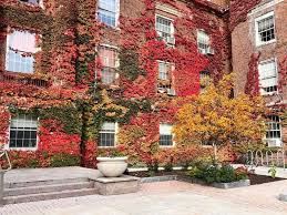 Image result for Paropsia brazzeana