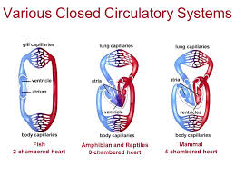 Two chambered heart synonyms, two chambered heart pronunciation, two chambered heart translation, english dictionary definition of two chambered heart. Circulation And Gas Exchange Chapter 42 Gas Exchange Systems Of Different Animals Gastrovascular Cavities Platyhelminthes Cnidarians Simple Animals Ppt Download