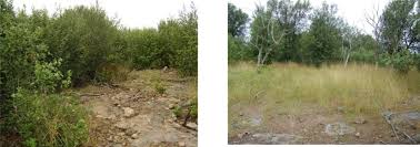 Image result for Androstachys