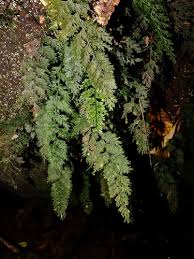 Image result for Vandenboschia gigantea