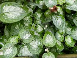 Image result for Isoglossa