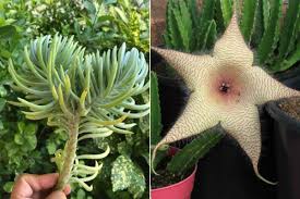 We did not find results for: Mermaid Tail Succulent Where To Buy Starfish Succulent