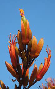 File New Zealand Flax Phormium Tenax Flower Spike Against Blue Sky Jpg Wikimedia Commons