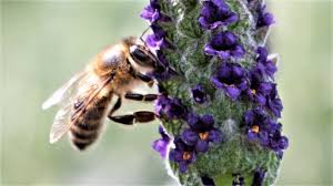 Mehr sommerliches flair als mit sommerblumen ist kaum in den garten oder auf terrassen und balkone zu zaubern. Gartencenter Mencke Bienenfreundliche Pflanzen Fur Garten Und Balkon Youtube