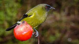 Keep a watch on the line. How To Keep Birds Away From Tomatoes Sunday Gardener
