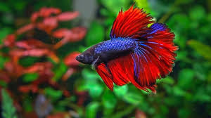 Betta fish are often seen living in bowls that are too small to allow for most people don't realize that betta are tropical fish, dr. Best Filter For A Betta Fish Thefishkeeping Com