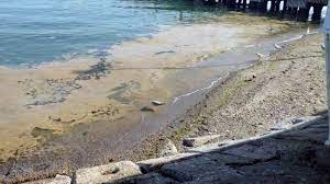 Marmara denizi'nde etkili olan ve balıkçıları zor durumda bırakan deniz salyası tekirdağ kıyılarında yeniden ortaya çıktı. Deniz Salyasi Tekirdag Da Yeniden Ortaya Cikti