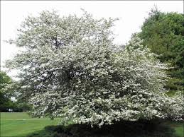 It may help lower cholesterol or high blood pressure. Hawthorn Natural Resource Stewardship