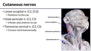 There are 12 pairs of cranial nerves and these pairs of nerves passage through foramina in the skull, either individually or in groups. Anterior Neck Lo Nerve Point Youtube