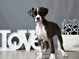 Feel free to browse hundreds of active classified puppy. Boxer Puppies Petland Carriage Place