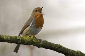 How Long For A Bird Stuck In Chimney To Die And How To Help Born For Pets