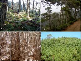 This video demonstrates the basics of identifying three common, native pine trees of eastern north america, white, red and jack pine. Disturbance Macroecology Integrating Disturbance Ecology And Macroecology With Different Age Post Fire Stands Of A Closed Cone Pine Forest Biorxiv