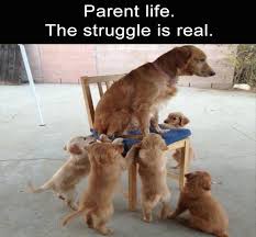 Pin On Funny Animals