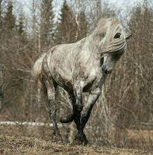 schimmel 3 most beautiful horses horses horse photos