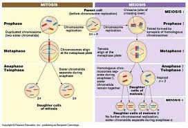 Bglarochelle Cell Cycle Mitosis