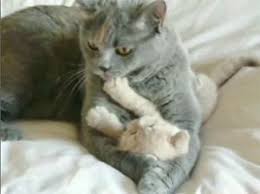 yavru kediye sevgi gosterisi yavru kediler kedi sevimli kediler