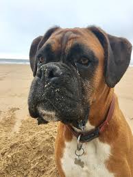 Blue ridge boxer rescue's adoption fee is between $200 & $400, unless otherwise noted. A Sandy Henry Catches His Breath After A Mad 20 Minutes Running Digging And Playing Around On The Beach Today Boxer Dogs Funny Boxer Dogs Boxer Puppies